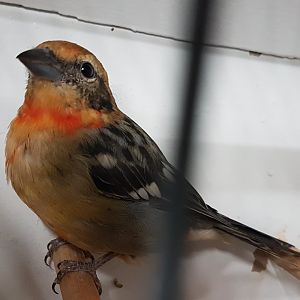 Tanager ID