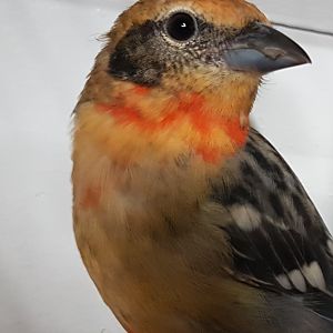 Tanager ID