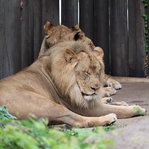 African Savanna - African Lion