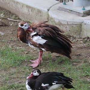 African Savanna - Goose