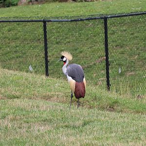 African Savanna - Gray Crowned Crane