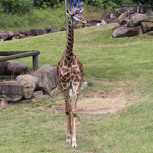 African Savanna - Masai Giraffe
