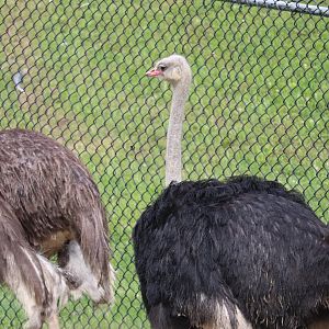 African Savanna - Ostrich