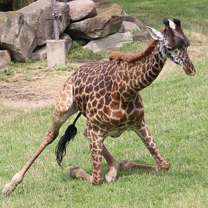 African Savanna - Masai Giraffe