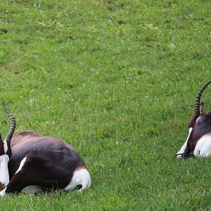 African Savanna - Bontebok