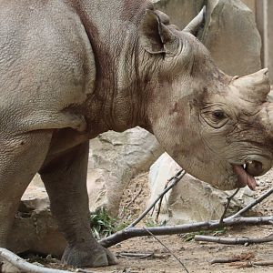 Cleveland Zoo - Black Rhinoceros