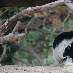 African Savanna - Colobus Monkey