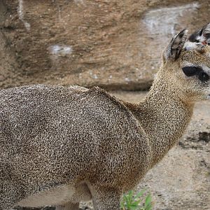 African Savanna - Klipspringer