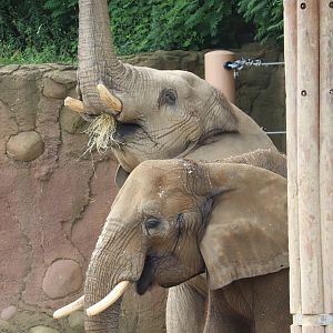 African Elephant Crossing - African Elephant