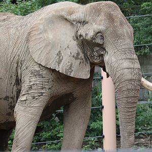 African Elephant Crossing - African Elephant