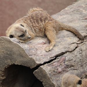 African Elephant Crossing - Meerkat