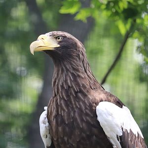 Cleveland Zoo - Steller's Sea Eagle