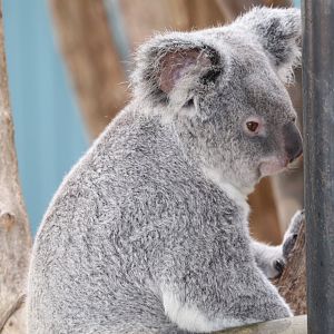 Australian Adventure - Koala