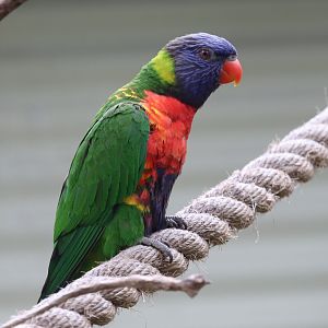 Australian Adventure - Lorikeet