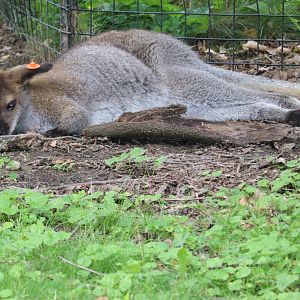 Australian Adventure - Bennett's Wallaby