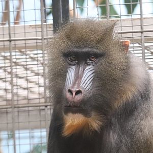 Primate, Cat And Aquatics - Mandrill