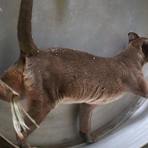 Primate, Cat And Aquatics - Fossa