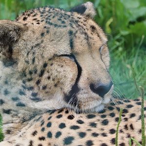 Primate, Cat And Aquatics - Cheetah