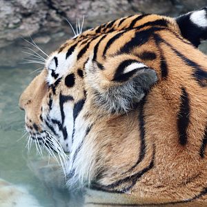 Rosebrough Tiger Passage - Amur Tiger