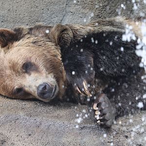 Wilderness Trek - Grizzley Bear