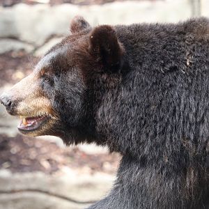 Wilderness Trek - Black Bear