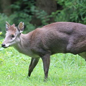 Wilderness Trek - Tufted Deer