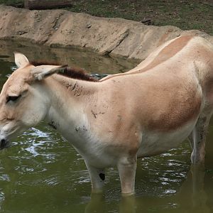 Wilderness Trek - Persian Onager