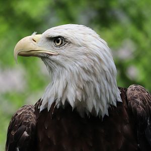 Wilderness Trek - Bald Eagle