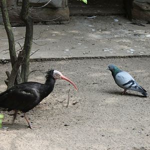 Northern bald ibis and Rock pigeon