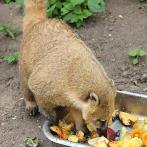 Ring-tailed coati