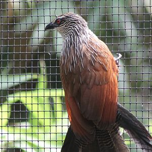 White-browed coucal