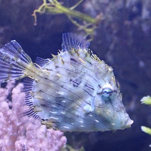 Chaetodermis penicilligerus