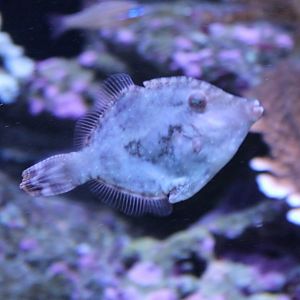 Stephanolepis hispidus