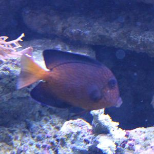 Ctenochaetus hawaiiensis