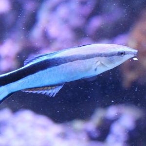 Cleaner wrasse