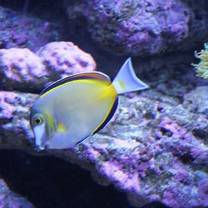 Acanthurus japonicus