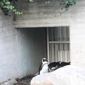 African penguins In Sea-lion-enclosure
