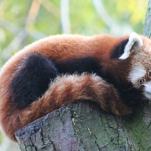 Red panda