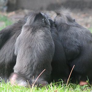 Celebes crested macaques