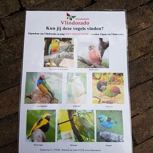 Bird-search card