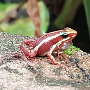 Dart frog
