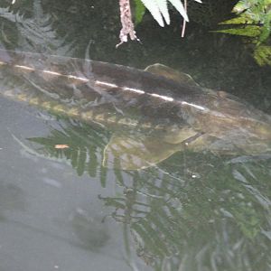 Sturgeon
