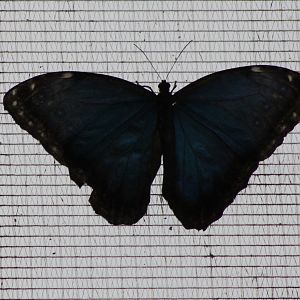 Morpho