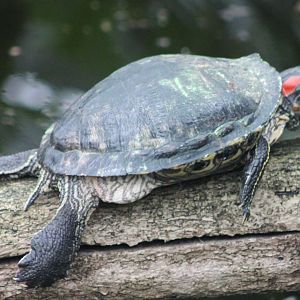 Red-eared slider