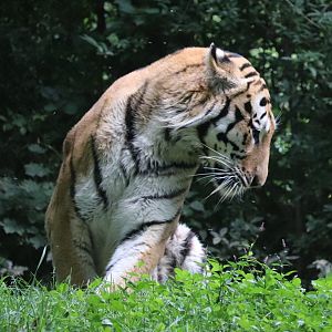 Forest Passage - Amur Tiger