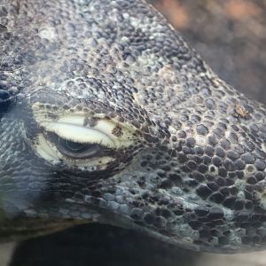 Forest Passage - Komodo Dragon