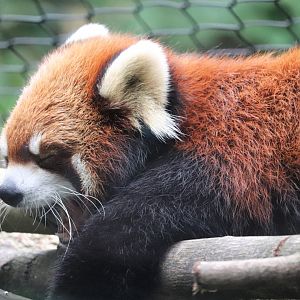 Forest Passage - Red Panda