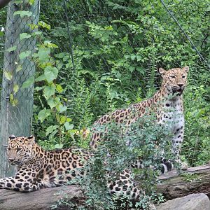 Taiga Forest - Amur Leopard