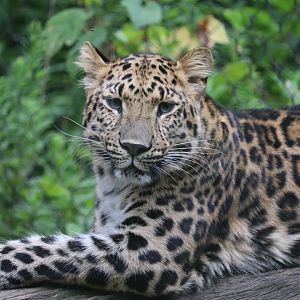 Taiga Forest - Amur Leopard