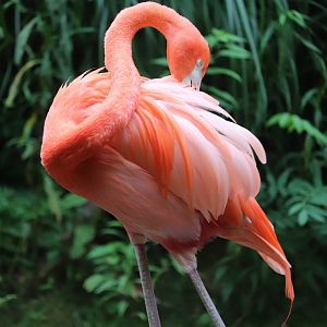 African Savanna -  Caribbean Flamingo